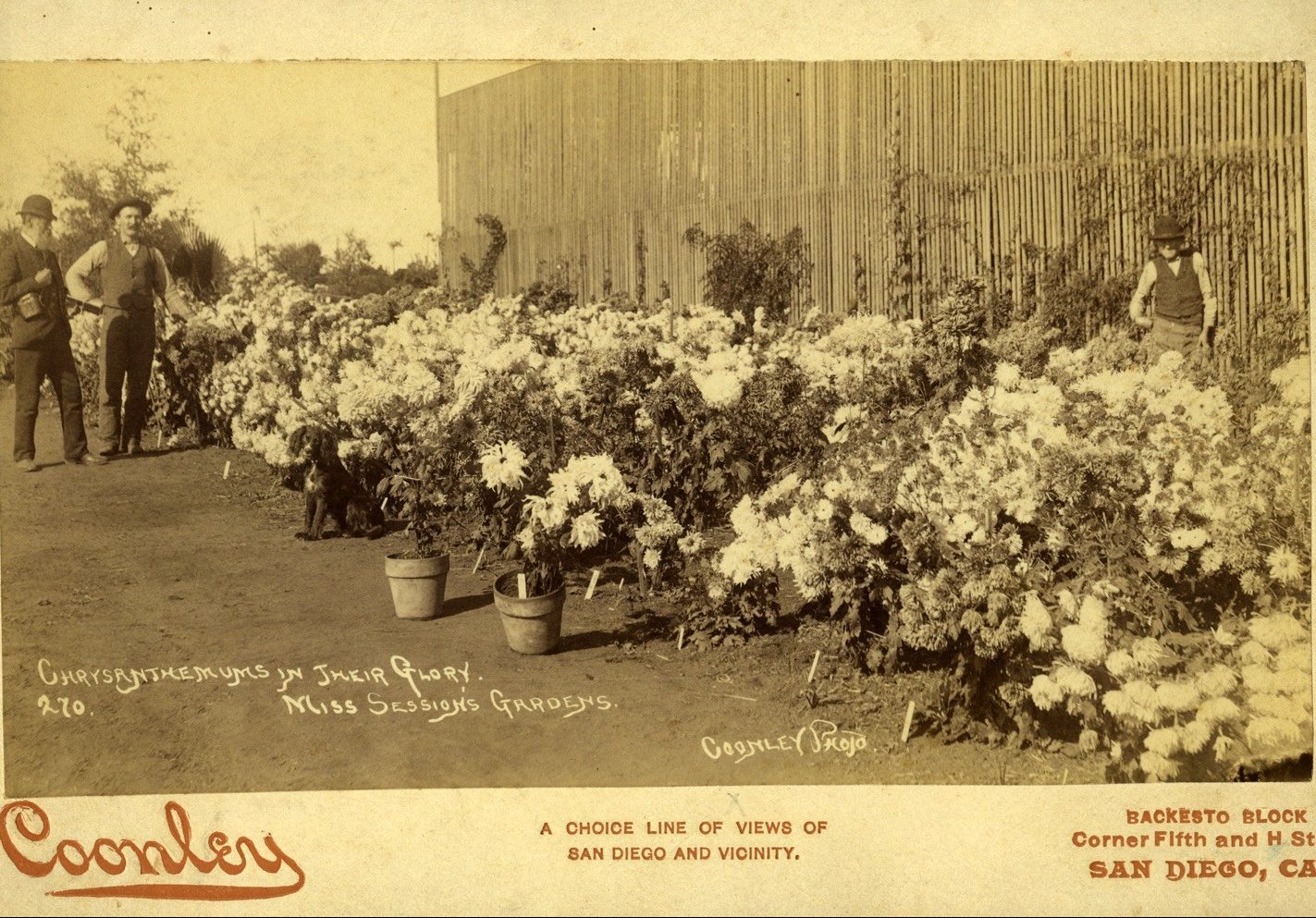 Sepia-toned cabinet card photograph of Kate Sessions's nursery, 1890. Two men stand on the left and a person, likely Kate Sessions, observes on the right, as a large collection of chrysanthemums is displayed in rows in front of a lath house. A dog sits near the flowers on the left. Text on the front reads: "Chrysanthemums in Their Glory. Miss Sessions Gardens."